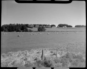 Grazing sheep, near Fairfax, Southland