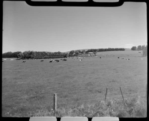 Grazing cattle, near Fairfax, Southland