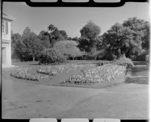 Polyanthus bed in Anderson Park, Invercargill