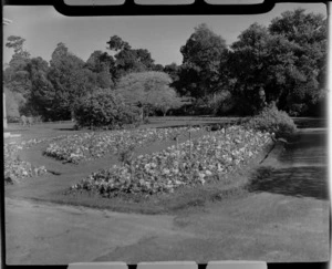 Polyanthus bed in Anderson Park, Invercargill