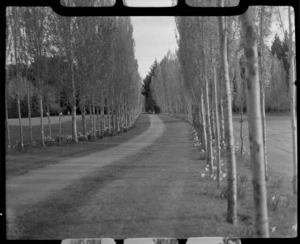 Otepuni Gardens, Invercargill