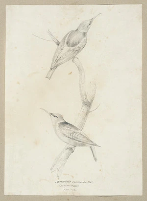Swainson, William, 1789-1855 :Nectarinia cyanea. Sur. Illeger. Cyanean Creeper. So[uth] America. [1830s]