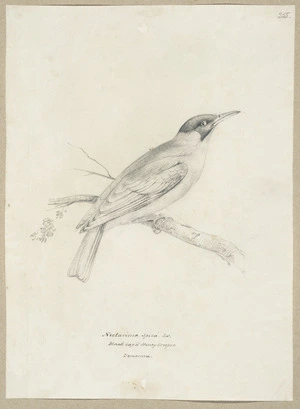 Swainson, William, 1789-1855 :Nectarina spiza. Sw. Black cap'd Honey Creeper. Demarara. [1830s]