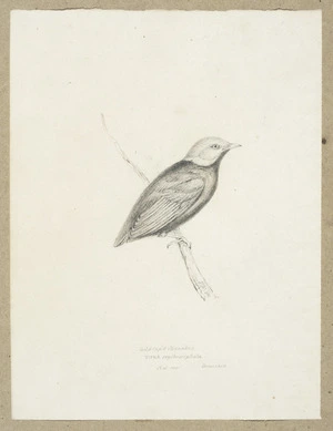 Swainson, William, 1789-1855 :Gold cap'd manakin. Pipra erythrocephala. Nat[ural] size. Demerara. [1830s]