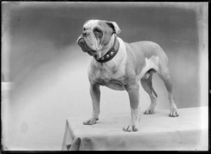 Studio portrait of young male bulldog with leather studded collar, Christchurch