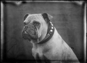 Studio upper torso portrait of young male bulldog with leather studded collar, Christchurch