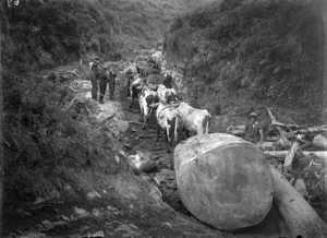 Bullock team hauling kauri logs, Whitianga