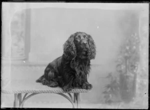 Studio portrait of a young Cocker Spaniel dog sitting on a cane table, Christchurch