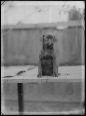 Outdoors portrait of a puppy sitting on planks with wooden fence behind, probably Christchurch region