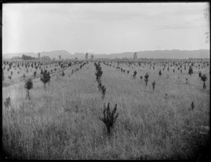 Afforestation showing young pine trees on open land, hills beyond, Hawke's Bay District