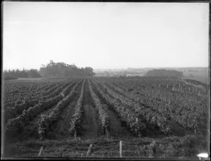 View of vineyards, Hastings district