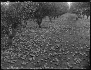 Apple orchard with apples on the ground, Hawke's Bay District