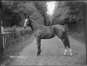 Waiohik Filly horse on dirt road, Hawke's Bay District