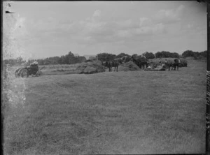 Harvesting grain crop, showing tractors and threshers, horse drawn skids pulling hay and grain bags, hay stacks behind, Whakatu, Hawke's Bay District