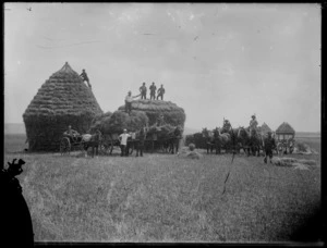 Men stacking hay into circular thatched haystacks, from straw carried on horse-drawn carts, Hawke's Bay District