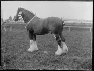 Clydesdale horse with bridle