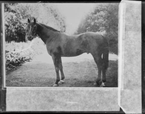 'Birkenhead' horse on road, Hawke's Bay District