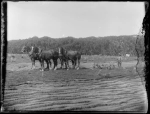 A farmer using a plough machine attached to a team of work horses in the field, Elsthorpe, Hawkes Bay