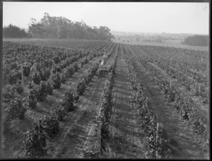 Vidal's vineyards, Havelock North,