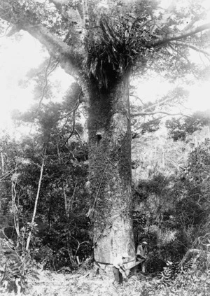 The felling of a giant kauri, Taupaki Bush