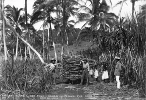 Fijian sugar field, mango, loading the cane