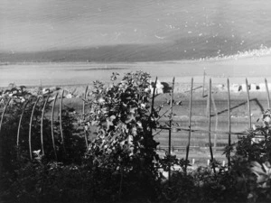 Chevaux de Frize above the Hutt Road, Anti-Russian fort, Ngauranga, Wellington