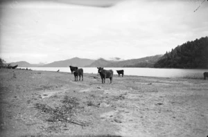 Cattle on the Lake Waikaremoana shoreline