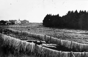 Flax fibre drying over fences, St Mary and the Holy Angels' Church in the background, at Foxton