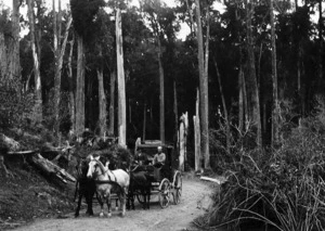 Carriage passing through Forty Mile Bush in Dannevirke