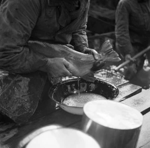 Stripping of a rainbow trout, Rotorua