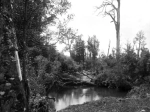 Kopuaranga River with surrounding vegetation