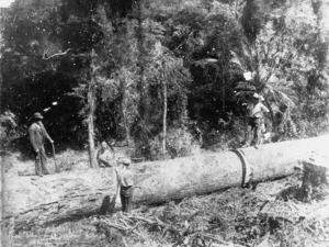 Felled kauri tree and timber workers, Roe's Bush, Taupaki