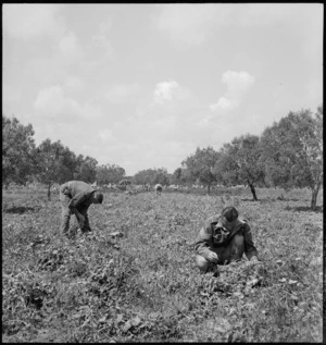 Troops picking in the fields near Tunis, World War II - Photograph taken by M D Elias