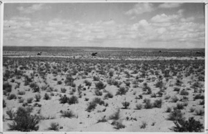 Desert advance by 24th Battalion to Gabes Gap, Tunisia - Photograph taken by Captain G V Turnbull