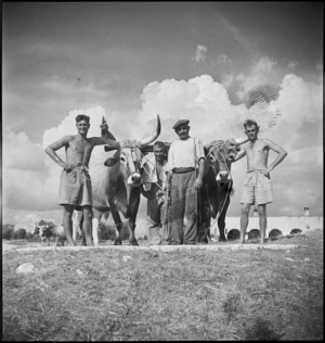 New Zealand soldiers with an Italian farmer and his oxen, Italy, World War II - Photograph taken by G Kaye