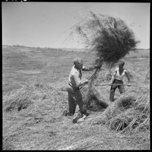 Making haystacks, Horne Farm, Takapu Road, Porirua