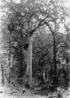 Kauri trees in Trounson Kauri Park