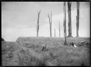 Creator unknown: Photograph of a scene in the Dannevirke district, with burnt stumps