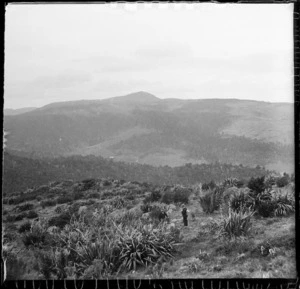 Flagstaff, Dunedin