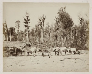 Bullock team hauling logs