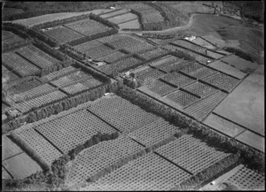 Orange farm, Kerikeri