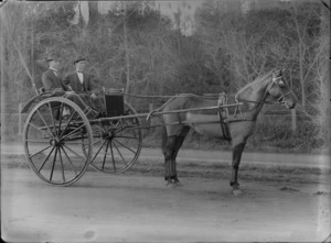Road view with trees beyond of two men with hats and bow ties, sitting in a two large wheeled buggy being pulled by a chaser clip groomed horse, probably Christchurch region