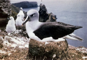 Greyheaded mollymawk (Diomedia chrysostoma)