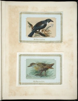 Archibald Dudingston Willis (Firm) :Prosthemadera Novae Zealandia / Tui. Ocydromus Australis / S I woodhen. [ca 1885]