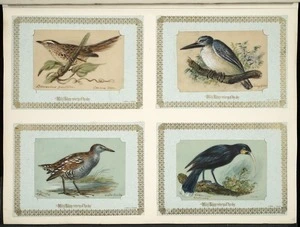 Archibald Dudingston Willis (Firm) :Sphenaeachus punctatus / Common utick. Kingfisher. Ortogometra affinis / Water crake. Heteralocha acutirostris / Huia. [ca 1885]