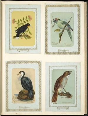 Archibald Dudingston Willis (Firm) :Huia. Platycercus auriceps / Yellow-fronted paroquet. Phalacrocorax brevirostris / White-throated shag. NI thrush / Turnagra hectori [ca 1885]