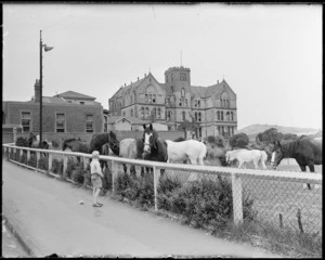 Municipal Milk Department horses grazing in the grounds of St Patrick's College, Wellington