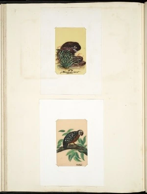 Archibald Dudingston Willis (Firm) :Circus Gouldi. N.Z. owl. [ca 1885]