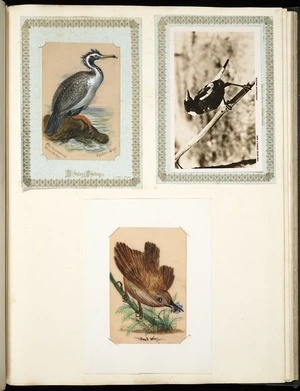 Archibald Dudingston Willis (Firm) :Phalacrocorax punctatus / Spotted Shag. Australian magpie. Bush wren. [ca 1885]