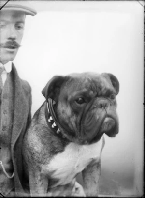 Portrait of British Bulldog with studded collar, with an unidentified man in cloth cap and moustache standing alongside (partially obscured), probably Christchurch region